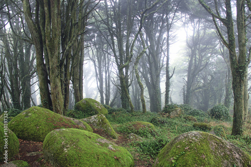 Forest with mist in the natural park Sintra Cascais in Portugal