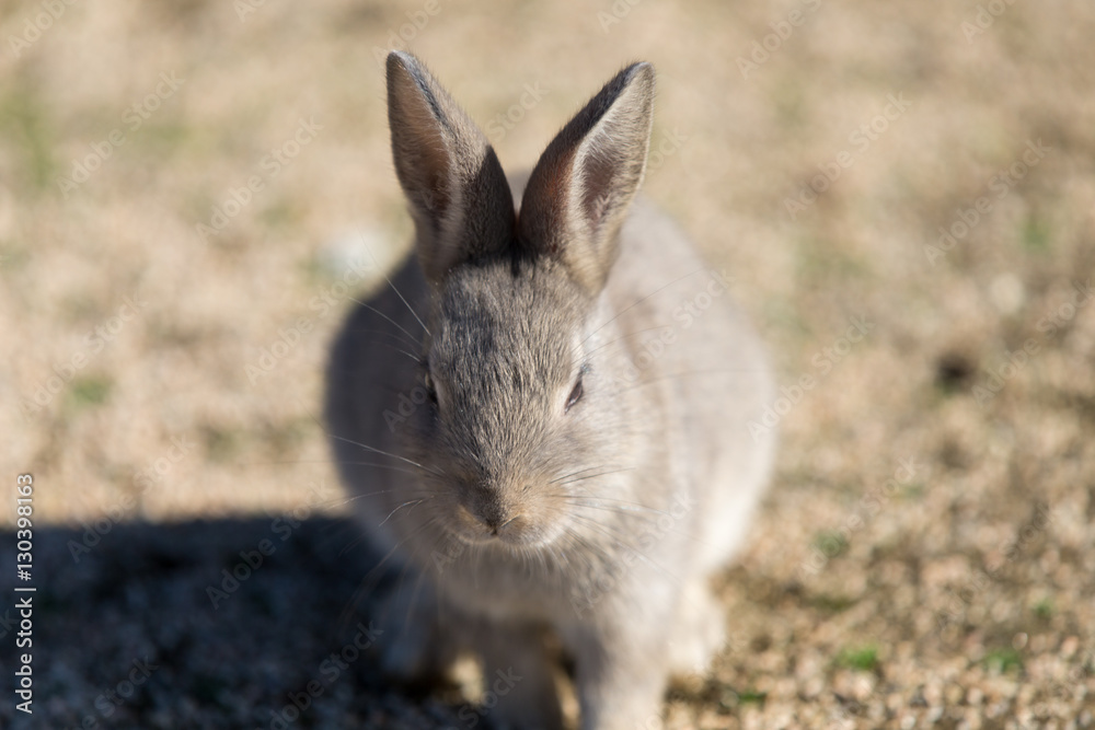 Cute rabbits in rabbit island Cute rabbits in rabbit island