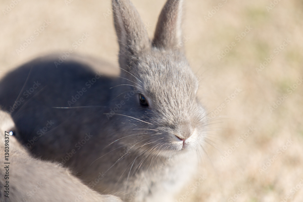 Fototapeta premium Cute rabbits in rabbit island