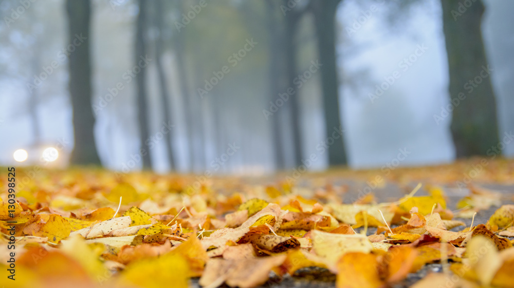 A blanket of autumn leaves on the ground