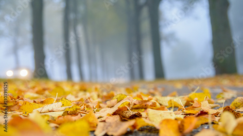 A blanket of autumn leaves on the ground