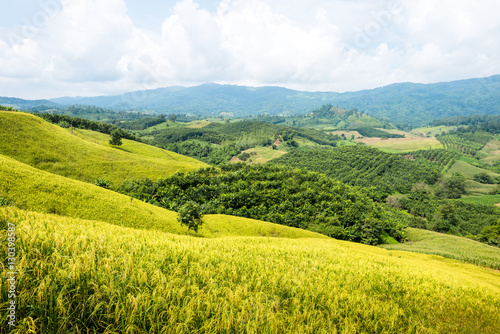 rice field on mountain