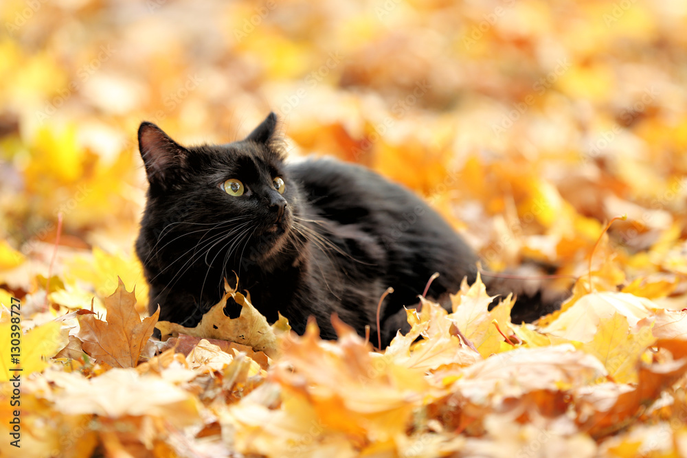 Fototapeta premium Cute black cat on leaves in autumn park
