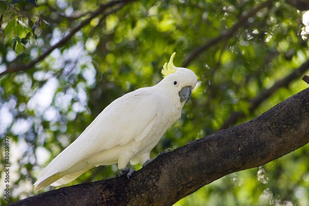Sulphur-crested Cockatoo perched in a Forest Red Gum Tree Sulphur-crested Cockatoo perched in a Forest Red Gum Tree