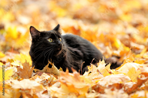 Fototapeta Naklejka Na Ścianę i Meble -  Cute black cat on leaves in autumn park