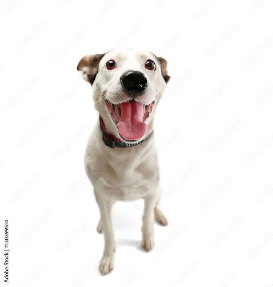 Funny Andalusian ratonero dog on white background Funny Andalusian ratonero dog on white background