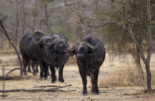 Herd of four African Cape buffalos,  Grumeti,Tanzania