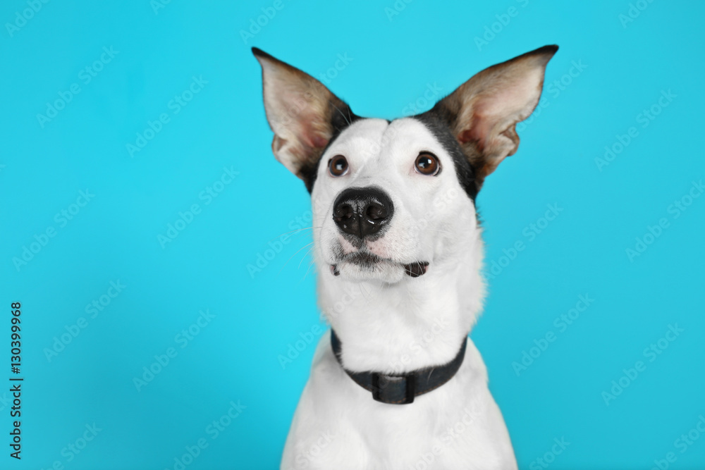 Funny Andalusian ratonero dog on blue background Funny Andalusian ratonero dog on blue background