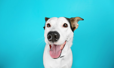 Funny Andalusian ratonero dog on blue background