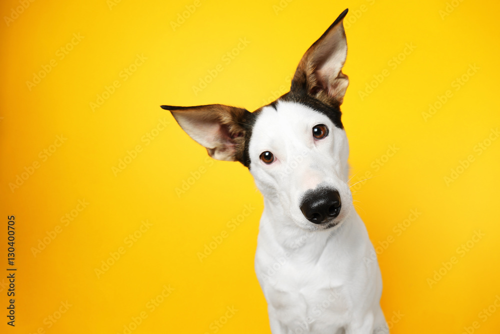 Funny Andalusian ratonero dog on yellow background