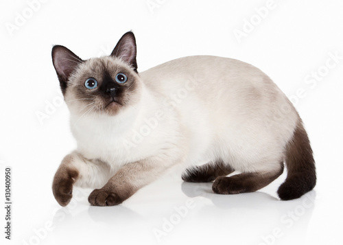 Cat. Thai kitten on white background © dionoanomalia