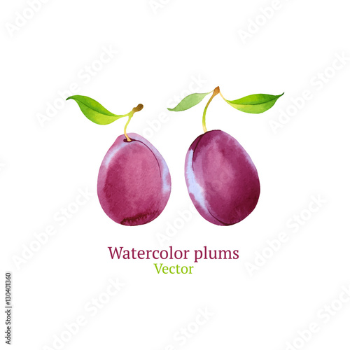 Watercolor vector plums
