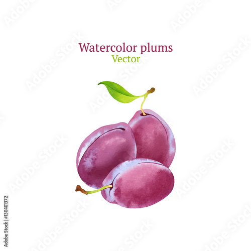 Watercolor vector plums