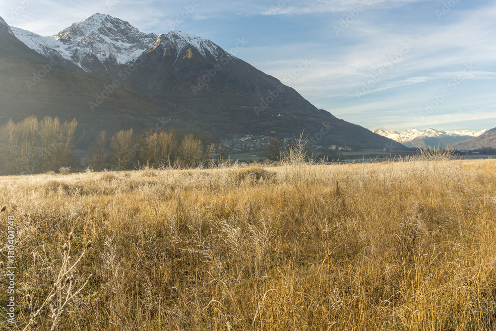 Fototapeta premium park, forest with frost, winter landscape