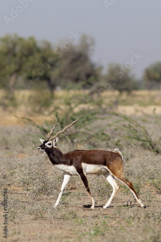 Blackbuck male antelope, Antilope cervicapra, near Rohet in Rajasthan, North West India photo