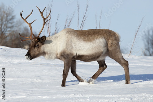 Reindeer roaming in the snow in arctic landscape at Kval�¿ysletta, Kvaloya Island, Tromso in Arctic Circle Northern Norway photo