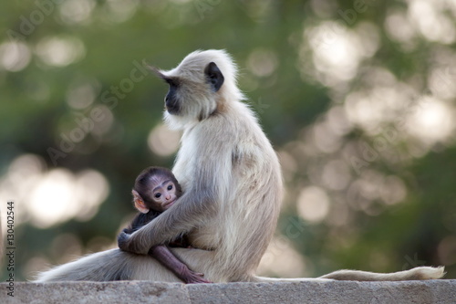 Indian Langur monkeys, Presbytis entellus, female and baby in Ranthambore National Park, Rajasthan photo