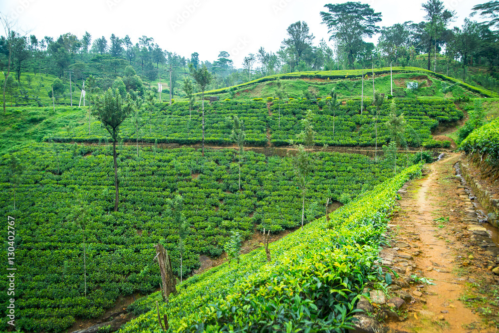 Tea plantation. Sri-lanka.