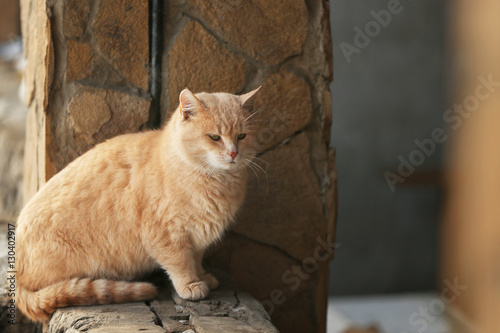 Cute calm tabby cat outdoors © Africa Studio