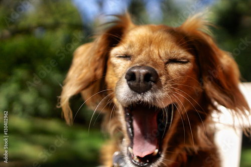Dog yawns