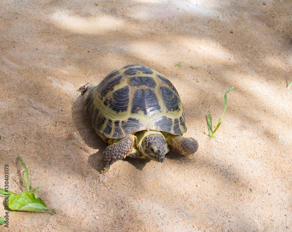 Obraz premium turtle crawling on sand outdoors in the wild