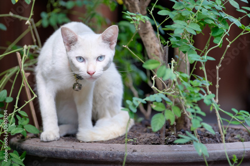 White cat portrait. photo