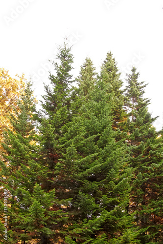 Evergreen trees on a background of yellow deciduous trees 