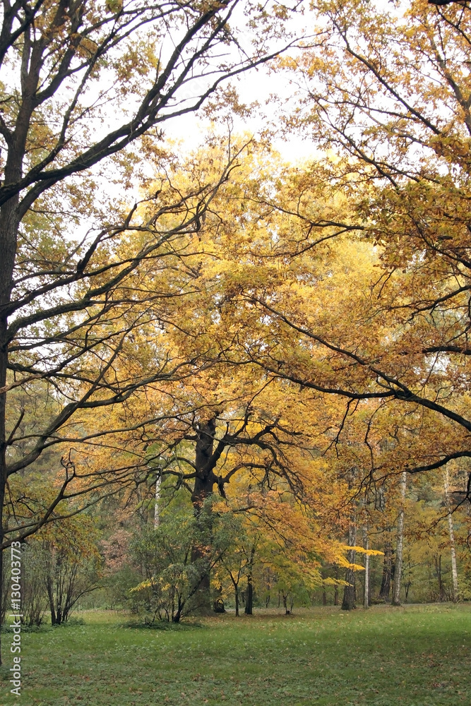 Big tree with yellow leaves in the park, view through the branches
