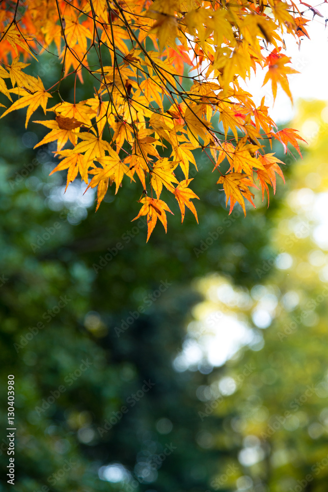 the beautiful autumn color of Japan maple..leaves on tree is gre the beautiful autumn color of Japan maple..leaves on tree is gre