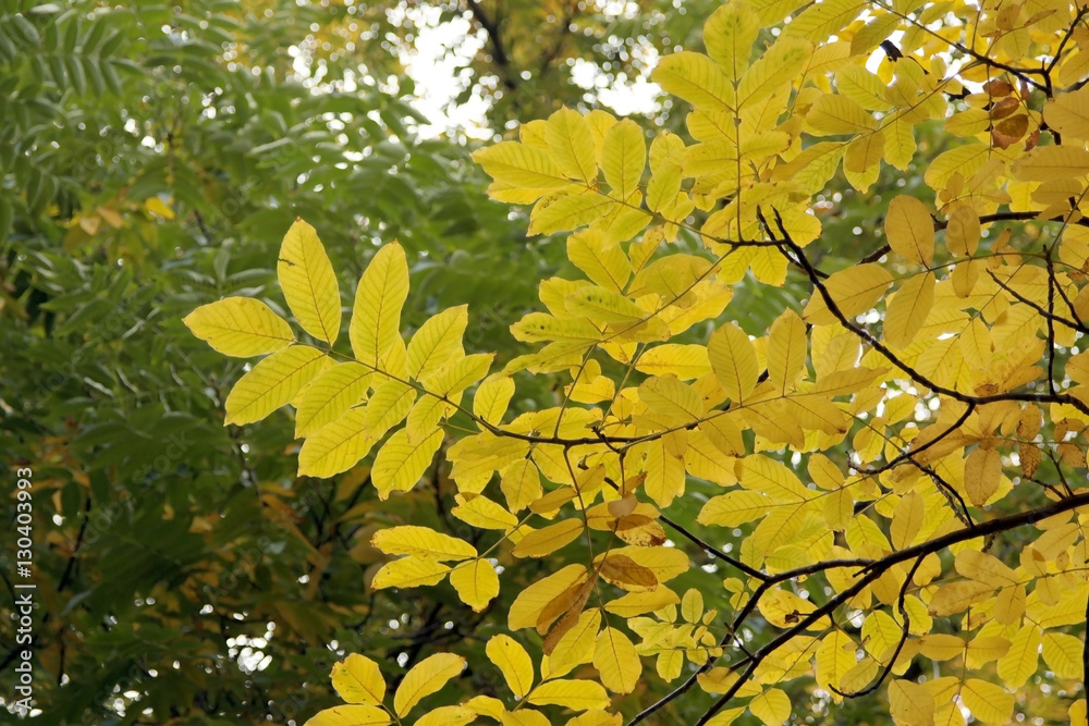 Branch with yellow leaves on a background of green trees Branch with yellow leaves on a background of green trees