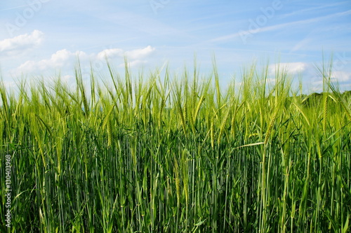 junge hellgrüne Gerstenähren im Frühling 