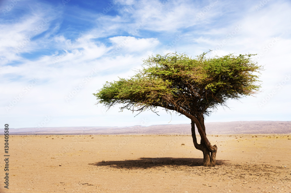 Acacia tree in Sahara Desert, Africa Photos | Adobe Stock