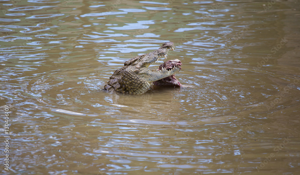 Nile crocodile feeding on the remains of an antelope in a muddy river in africa Nile crocodile feeding on the remains of an antelope in a muddy river in africa