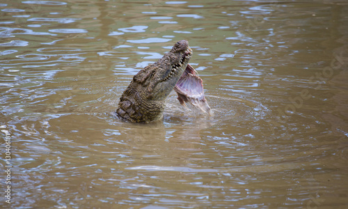 Nile crocodile feeding on the remains of an antelope in a muddy river in africa