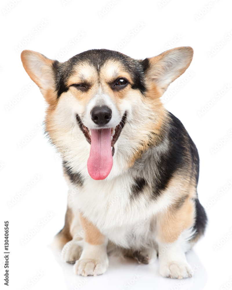 Happy Pembroke Welsh Corgi sitting in front view. isolated on white