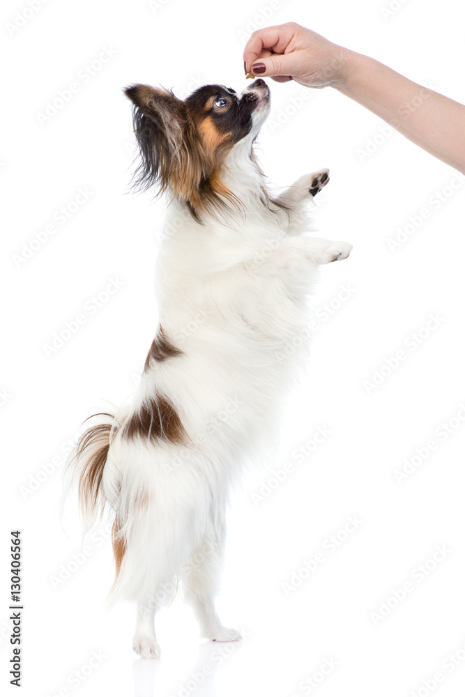 Fototapeta premium Papillon puppy standing on hind legs. isolated on white background