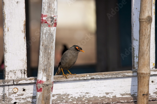 Indian Myna bird, Acridotheres tristis, perched in window overlooking  the Ghats in city of Varanasi photo