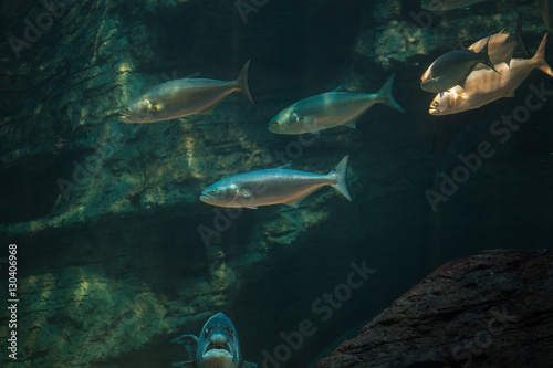 Close up of a school of shad / tailor / bluefish swimming in the ocean