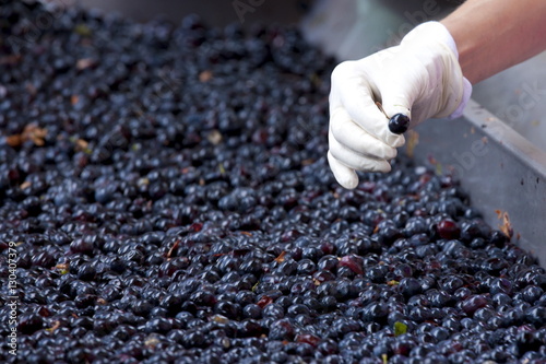 Ripened Brunello grapes, Sangiovese, being harvested at the wine estate of La Fornace at Montalcino in Val D'Orcia, Tuscany
