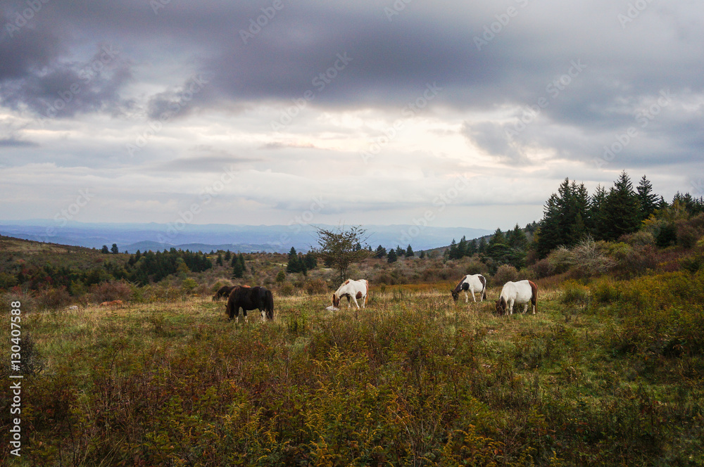 Fototapeta premium Grazing ponies at dusk, Grayson Highlands