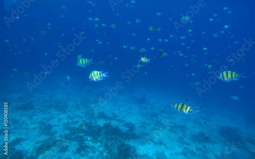 Underwater landscape with dascillus coral fishes