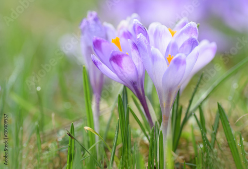 Magenta crocus flower blossoms at springtime