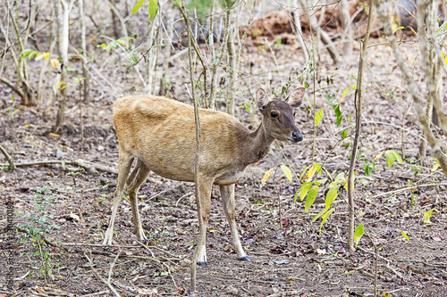 Young deer in the forest