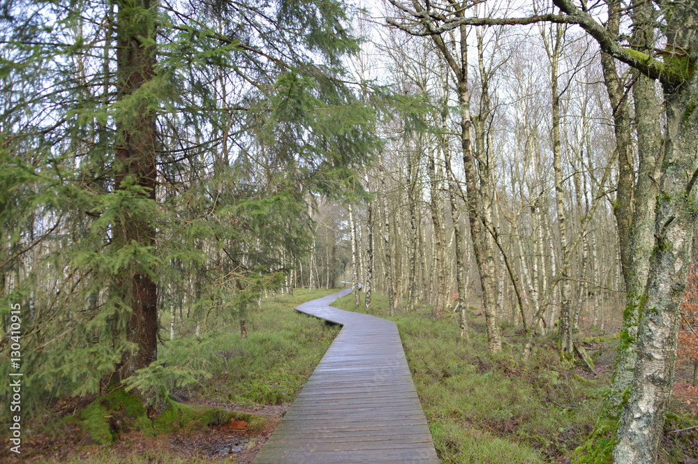 Fototapeta premium Moorwald mit Holzsteg