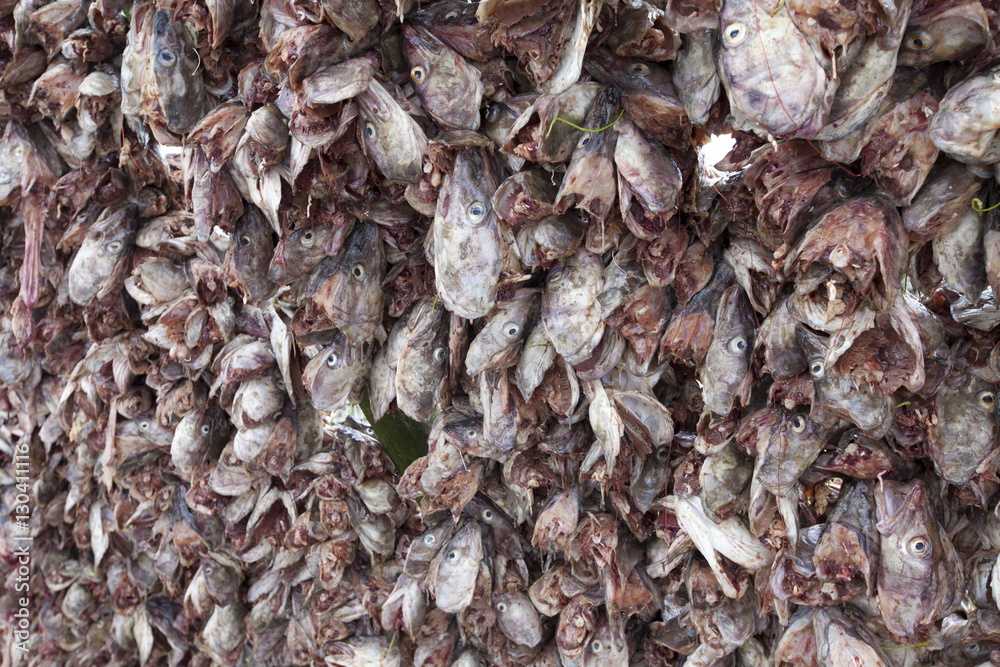 Stockfish cod drying on traditional racks, hjell, in the Arctic Circle on the island of Ringvassoya in region of Tromso, Northern Norway Stockfish cod drying on traditional racks, hjell, in the Arctic Circle on the island of Ringvassoya in region of Tromso, Northern Norway