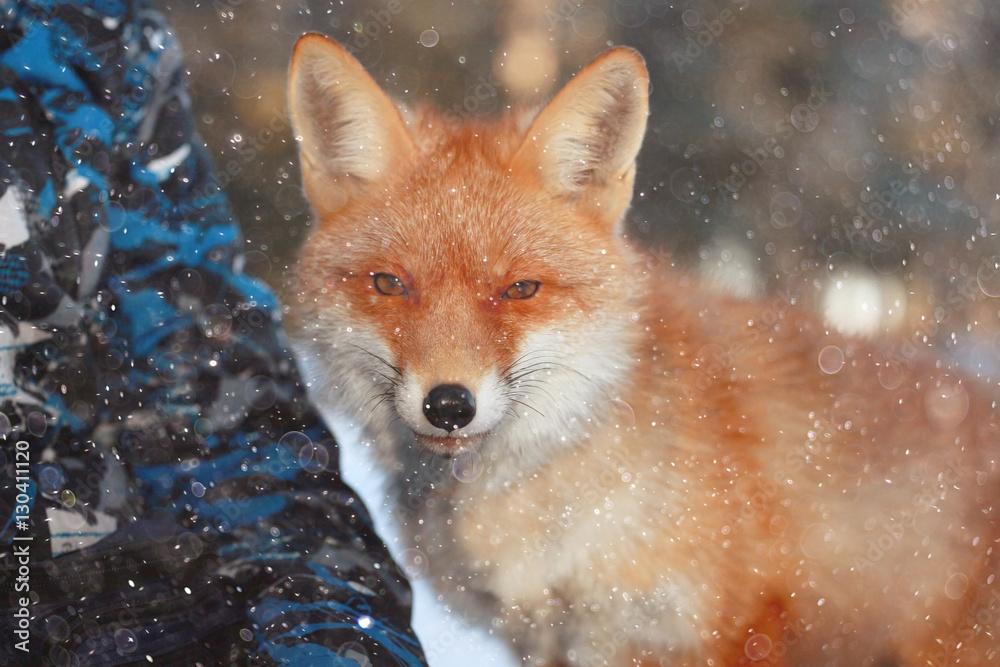 red fox in winter forest Pretty red fox in winter forest Pretty
