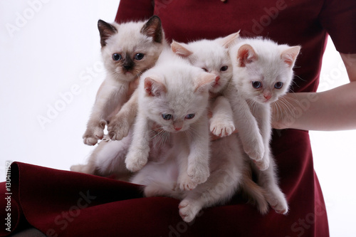 many white kittens in the hands of women