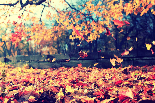 Fototapeta Naklejka Na Ścianę i Meble -  background texture of yellow leaves autumn leaf background
