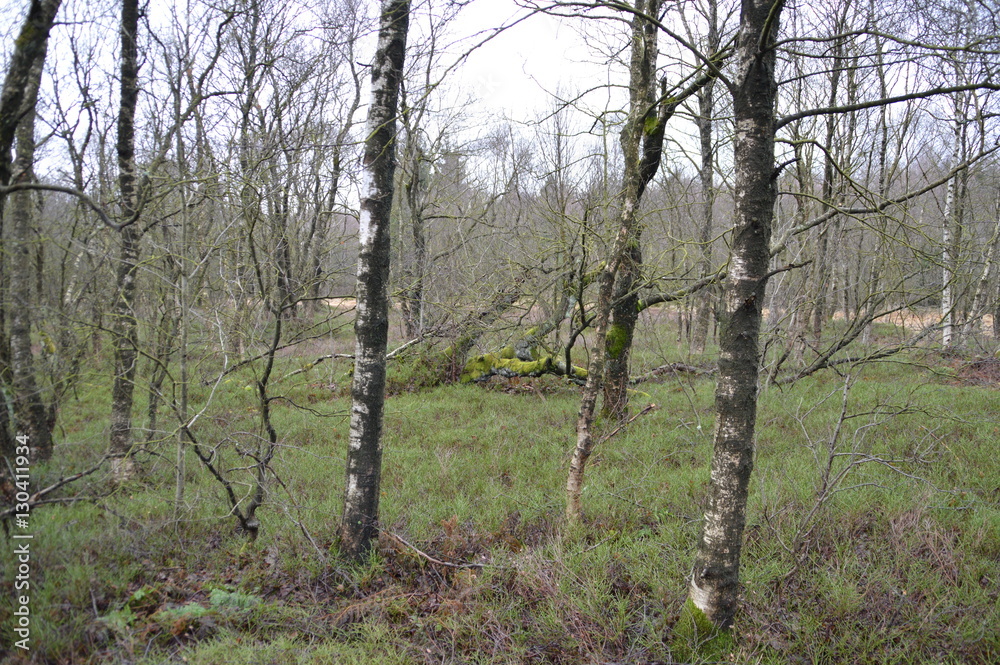 Naklejka premium Birkenwald im Moor
