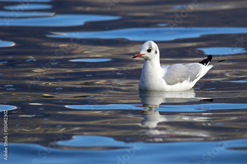 Common seagull floating on blue water with colorful reflections